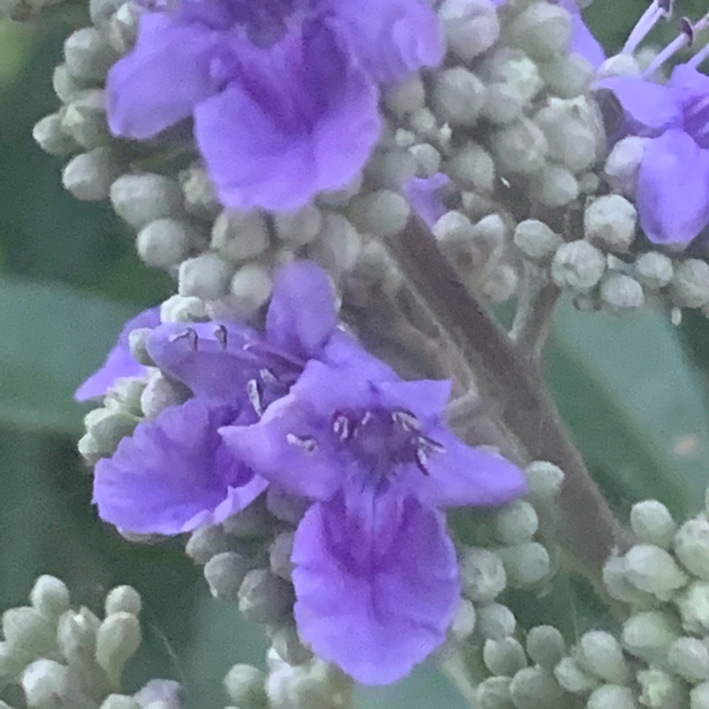 🌺🌸My Garden🌺🌸My Babies🌺🌸 - Picture 5 of 16